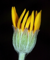Eriophyllum lanatum