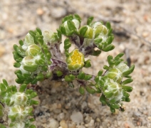 Eriophyllum pringlei
