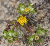 Eriophyllum pringlei