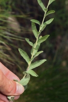 Aster breweri