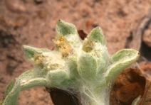 Gnaphalium palustre