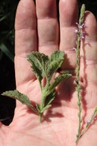 Verbena lasiostachys var. scabrida