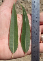 Salix gooddingii