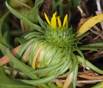 Grindelia stricta