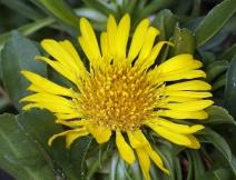 Grindelia stricta