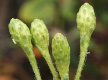 Isocoma menziesii