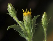Hazardia whitneyi var. discoidea