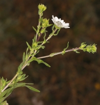 Hemizonia congesta