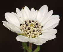 Hemizonia congesta ssp. tracyi