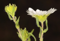 Hemizonia congesta ssp. tracyi