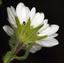 Hemizonia congesta ssp. tracyi