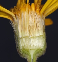 Heterotheca villosa