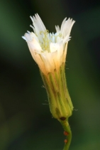 Hieracium albiflorum