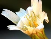 Hieracium albiflorum