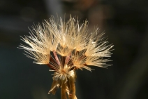 Hieracium albiflorum