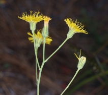 Hieracium cynoglossoides