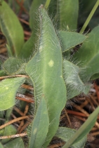 Hieracium cynoglossoides