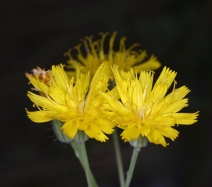 Hieracium cynoglossoides