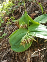Cypripedium fasciculatum