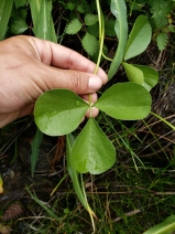 Hoita orbicularis