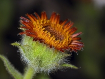 Hulsea heterochroma