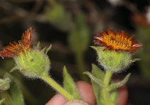 Hulsea heterochroma