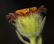 Hulsea heterochroma