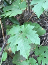 Vitis vinifera