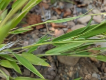 Panicum acuminatum