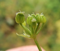 Conium maculatum