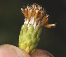 Isocoma menziesii var. vernonioides