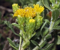 Isocoma menziesii