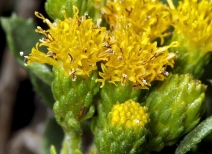 Isocoma menziesii var. vernonioides