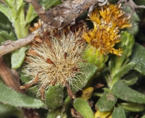 Isocoma menziesii var. vernonioides