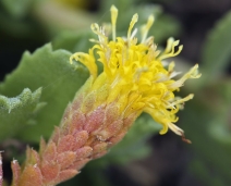 Isocoma menziesii var. sedoides