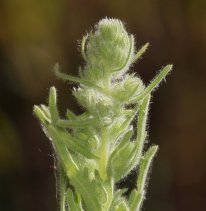 Conyza coulteri