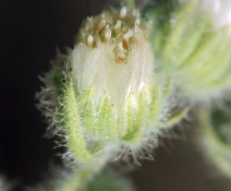 Conyza coulteri