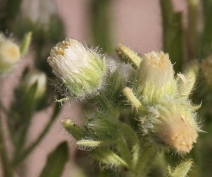 Conyza coulteri