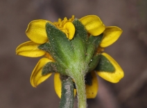 Lasthenia gracilis