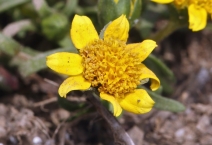 Lasthenia gracilis