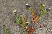 Layia carnosa