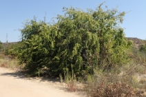 Ulmus parvifolia