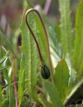 Leontodon leysseri