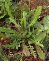Leontodon leysseri