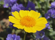 Coreopsis calliopsidea