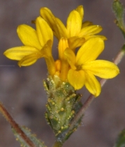 Lessingia lemmonii var. lemmonii