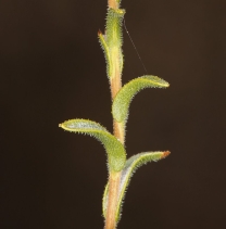 Lessingia lemmonii var. lemmonii