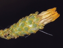 Lessingia lemmonii var. lemmonii