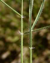 Rytidosperma caespitosum