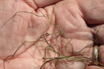 Potamogeton foliosus ssp. foliosus